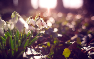 Flowers grass sunlight bokeh shallowdepth - betty merken free wallpaper for desktop