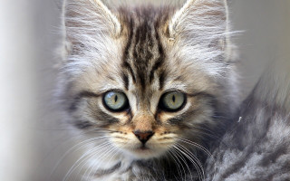 Kitten green eyes looking at - symmetrical eye free wallpaper