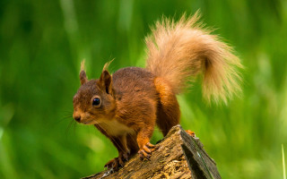 Squirrel curious blue eyes nature - a tree stump free wallpaper