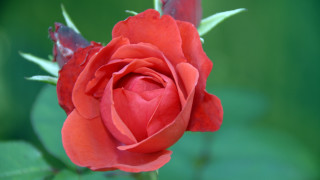 Red rose green leaves bokeh 5 - the background and a blurry background behind free wallpaper