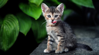Kitten rock plant tongue out - a rock next free wallpaper
