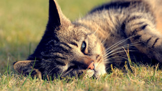 Cat laying grass closed eyes 2 - its paw free wallpaper for desktop
