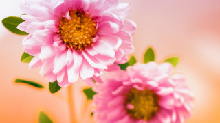 Pink flowers green leaves bouquet 3 - two pink flower free wallpaper