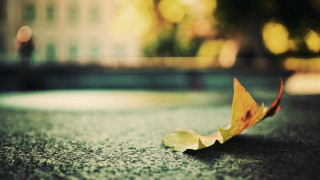 Leaf ground building autumn bokeh - the ground in front free wallpaper