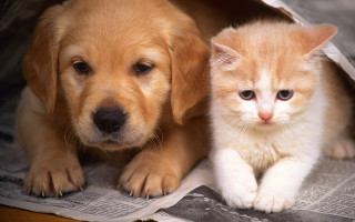 Cat dog puppy animal focus - a newspaper free wallpaper