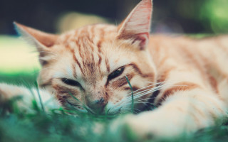 Cat laying in grass sad - sad free wallpaper