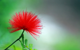 Red flower green leaves blurry 5 - the background and a blurry background behind free wallpaper for desktop