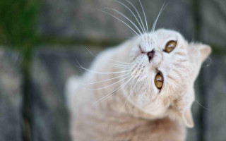 Cat yellow eyes rock wall - a rock wall in the background free wallpaper