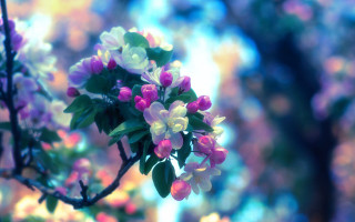 Pink flower hydrangea bokeh outdoors - blue sky free wallpaper for desktop