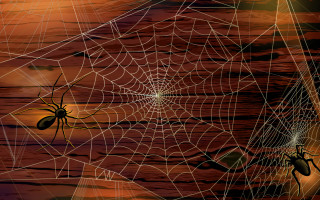 Sunset webs spider fence ferris - a sunset sky free wallpaper for desktop