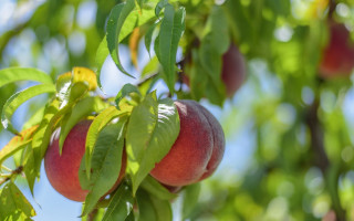 Peach tree sunny day blurry - blue sky in the background free wallpaper