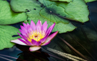 Purple flower floating pond lilies - the surface of the water free wallpaper