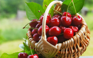 Basket cherries leafy white background - bouchta el hayani free wallpaper