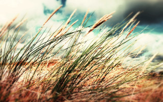 Grass clouds bird sunset matte - a close up of a grass free wallpaper