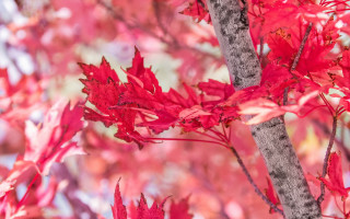 Red maple cherry blossoms shackles - the fall season free wallpaper
