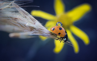 Ladybug yellowflower bluebackground macro photography - a lady bug free wallpaper