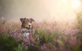 Dog flower field sunshine puzzle - a field of flowers and grass free wallpaper