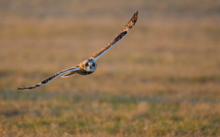 Bird flying grass blurry background - a bird in the foreground free wallpaper