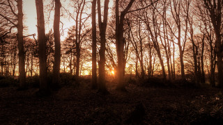 Forest sunset cityscape architecture bush - tree and a sun free wallpaper for desktop