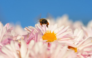 Bee flower field macro blue - a bee free wallpaper