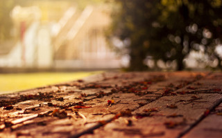 Wooden table leaves building tree - a wooden table free wallpaper