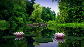 Pond water lilies bridge trees 3 - a pond free wallpaper