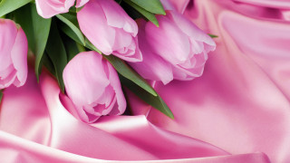 Pink tulips satin background green - green leaf and stems free wallpaper