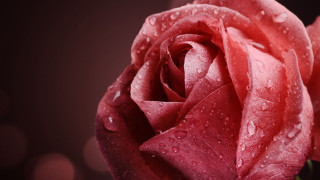 Red rose water droplets macro 61 - petal free wallpaper