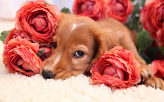 Puppy rug flowers sad camera - a puppy free wallpaper for desktop