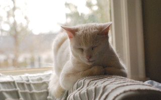 White cat sleeping couch window - a white cat free wallpaper for desktop