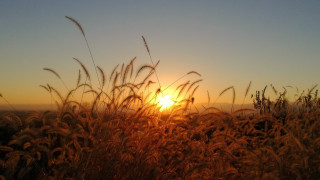 Sunset field tallgrass clouds bouchtaelhayani - a sunset over a field free wallpaper
