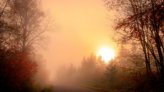 Foggy road trees sunset autumn - volumetric fog free wallpaper for desktop