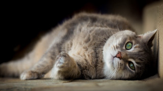 Black cat green eyes superflat - eye free wallpaper for desktop