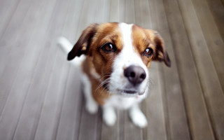 Dog looking up wooden floor 2 - a wooden floor free wallpaper