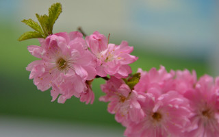 Pink flower macro closeup floral - a blurry background of grass and trees free wallpaper
