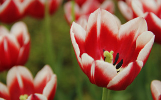 Red white flower bokeh macro 2 - a few white flower free wallpaper