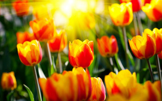 Tulips sunshine blur bokeh autumn - the leaf free wallpaper for desktop
