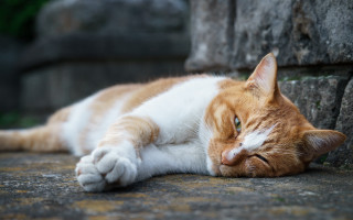 Cat resting blurry outdoors photorealistic - its head free wallpaper