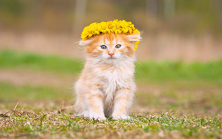 Small kitten yellow flower grass - a green field behind free wallpaper