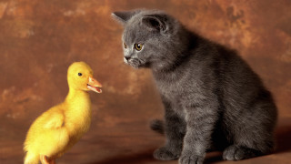Kitten duck storybook animals realistic - institutional free wallpaper