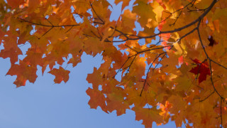 Autumn leaves bare tree blue - overhead in the distance free wallpaper