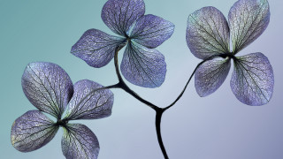 Purple flower blue background butterfly - purple flower free wallpaper for desktop