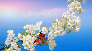 Butterfly branch blossoms blue sky - nature free wallpaper
