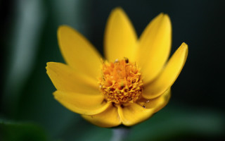 Yellow flower butterfly macro shallow - the foreground of the image free wallpaper