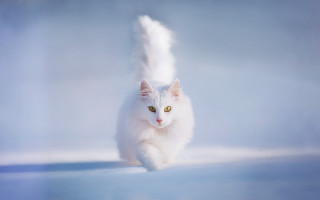 White cat yellow eyes running - a light reflection free wallpaper for desktop