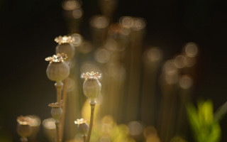 Flower bloom bokeh light stems - the petal free wallpaper for desktop