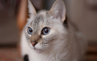 Blue eyed cat shallow depth - daphne allen free wallpaper