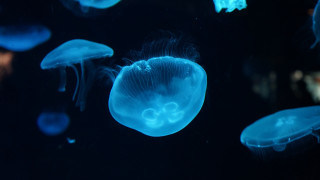 Jellyfish blue light hologram moon - a man in the background free wallpaper