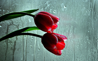 Two red tulips vase rainy - the glass free wallpaper