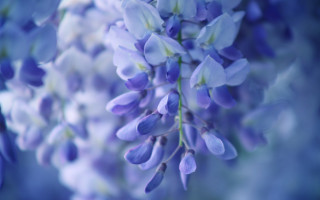 Purple flower bokeh blue background - blue flower free wallpaper
